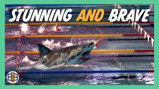 Brave Great White Shark Allowed To Compete In Species Neutral Swim Meet